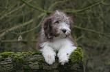 BEARDED COLLIE 310